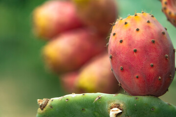 Apulia (Italy). August 2021. Prickly pears, summer in Italy   