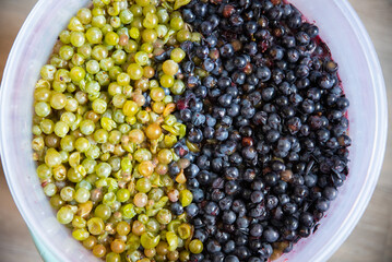 Grape pulp of red wine from a dark grape variety