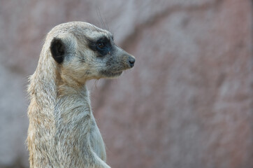Close up of a meerkat looking to the right, blurred background. Copy space