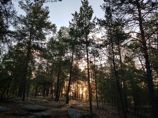 morning in the forest