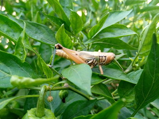 grasshopper on a leaf