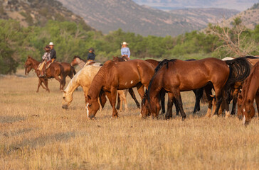 Montana ranch horses galloping in the dust in a canyon in the wild Pryor mountains .