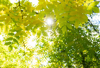leaves in sunlight