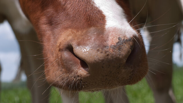 Nose of a red and white cow lit by the sun, close up, focus on the nose