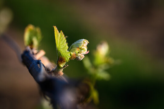 Bourgeon de vigne en gros plan -2-