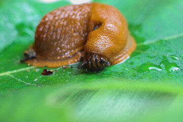 Makro closeup of one slimy wet snail (arion rufus) on green leaf with respiratory pore