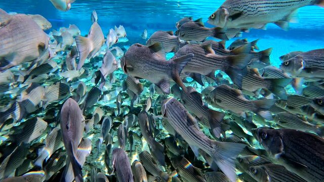 Under water at Florida spring. Silver Glen at the Ocala National Forest. With Tons of striped bass.