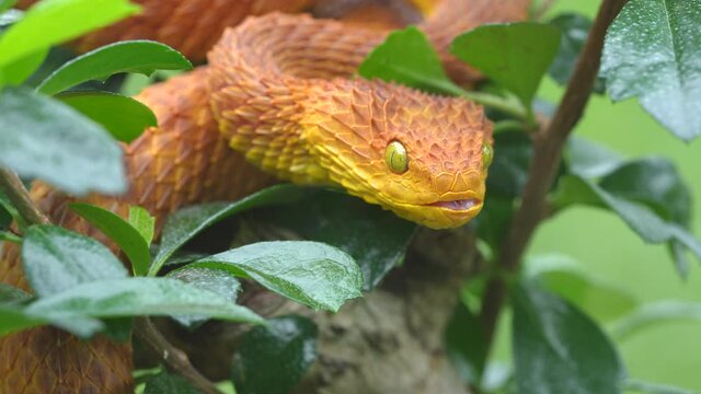 Venomous Bush Viper snake flicking tongue in slow motion