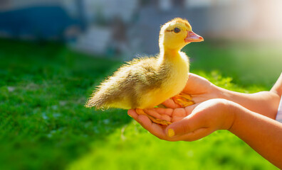 Duck on children's hands, close up. Children and animals. Life in the village