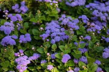 violet flowers in the garden