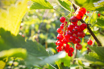 Ribes with green leaves. Ingrown berry bushes