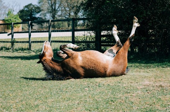 horse laying on it's back itching and scratching playfully in the sun