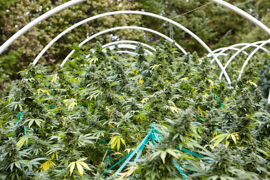 flowering colas of cannabis strain Sour Diesel in cannabis garden