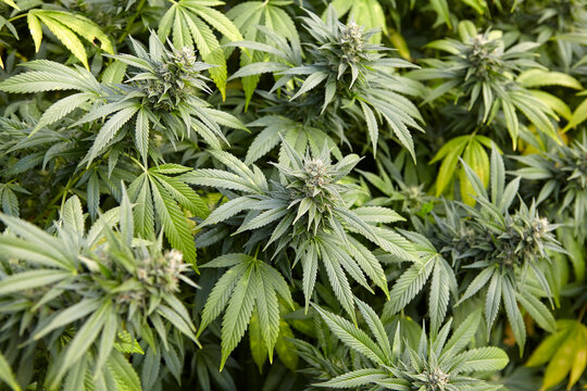 flowering colas of cannabis strain Sour Diesel in cannabis garden