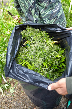 harvested colas of cannabis strain Sour Diesel inside contractor's bag