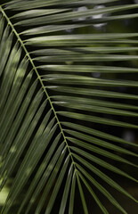 a branch of a palm tree on a dark background close-up