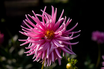 close up of pink flower