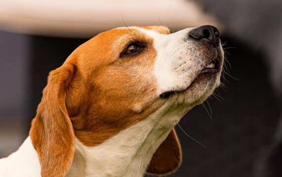 Beagle dog sniffing the air closup. Dog senses concept.