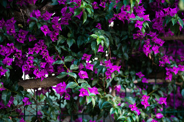 Fototapeta premium Purple Aubretia flower in spring