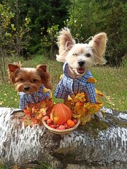 Funny dogs sitting on a tree in forest background. Cute yorkshire terriers outside in autumn....