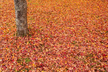 Ground covered with fallen leaves