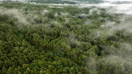 Clouds are generated from the forest seen from the sky