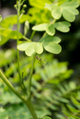 Araña 