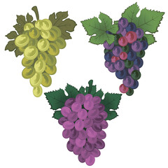 Colored vector bunch of grapes