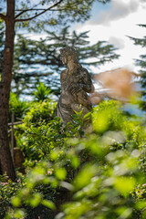 bird of prey