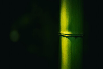Bamboo plant on a blurred background with copy-space