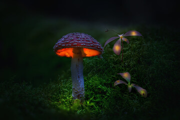 mushroom in the grass