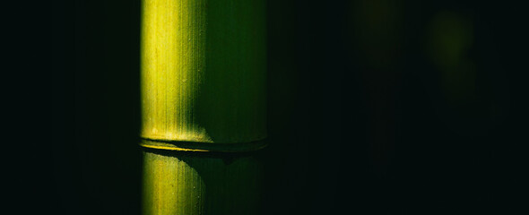 Bamboo stick in a forest with copy space