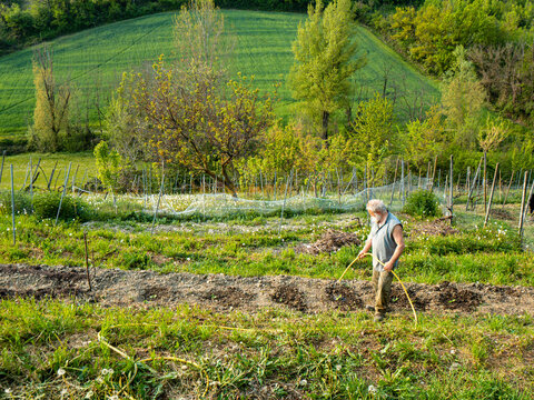 Senior farmer  watering the organic vegetables