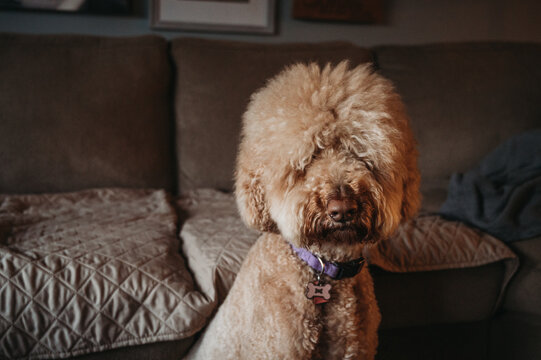 Golden-doodle close up of face sitting in front of couch