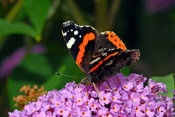 Admiral // red admiral (Vanessa atalanta) auf Fliederblüte