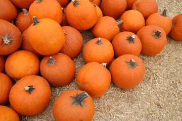 Orange Pumpkins on hay