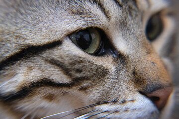 Closeup Cat