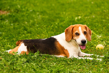 Beagle dog outdoors portrait with tongue out. canine theme