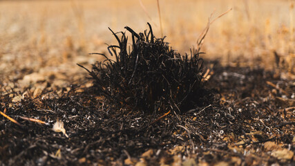A burnt plant surrounded by alive plants