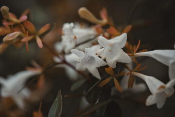 Close-up of white flower bud (Abelia)