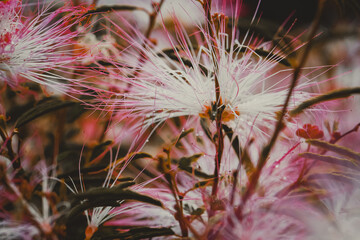 Close-up of pink flower (Calliandra)