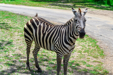 Closeup portrait of a single zebra