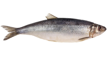fish herring salty tasty spicy