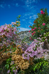 Obraz premium flowers in the park