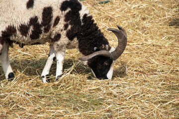 goat with three horns eating straw on the farm. Gene mutation in an animal. High quality photo