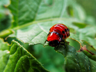 Close-up footage of potato beetle on a leaf.