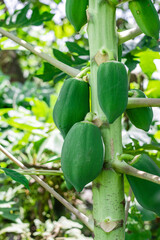Growing young green papaya on the tree close up