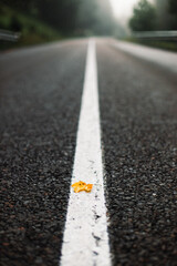 Fototapeta premium Yellow autumn leaf on the road in forest 