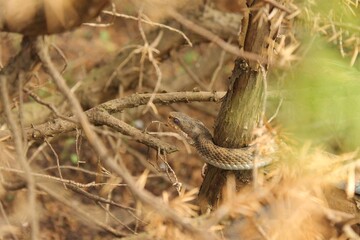 A brown viper hiding in a bush in the south of Sweden.