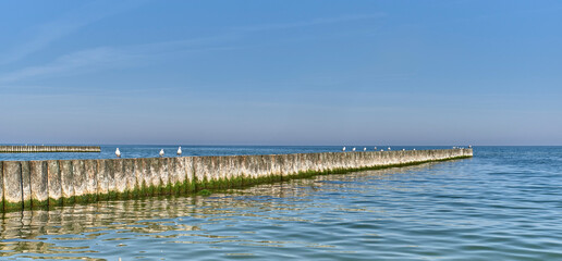 Fototapeta na wymiar Seagulls on wooden posts as breakwaters on the Baltic beach.